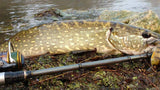 La pêche du brochet aux leurres en automne