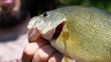 Comment pêcher le black bass en hiver ?