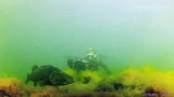 Le gardien patient : des images subaquatiques de la fraie du sandre | Filfish Prod